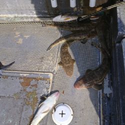 FISHING RISKY 釣果