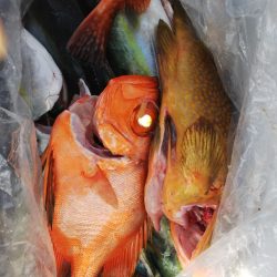 第二龍勢丸 釣果