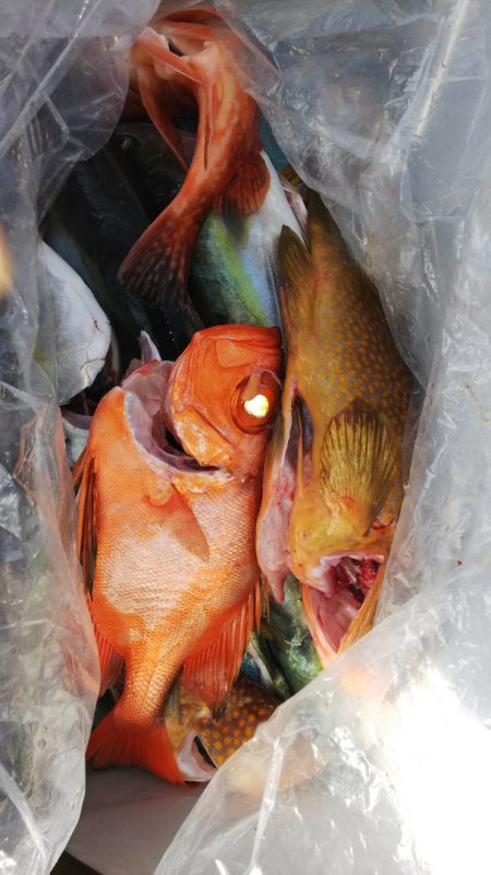 第二龍勢丸 釣果