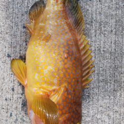 第二龍勢丸 釣果