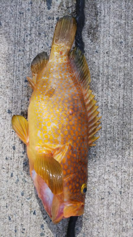 第二龍勢丸 釣果