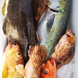 第二龍勢丸 釣果