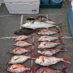 ARCADIAⅡ (アルカディアⅡ) 釣果