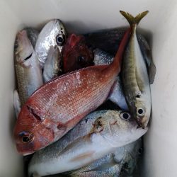 小島丸 釣果