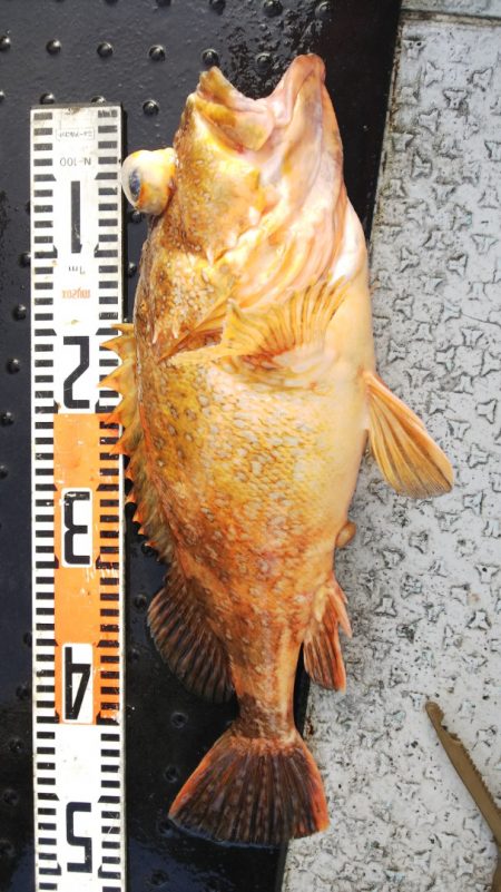 第二龍勢丸 釣果