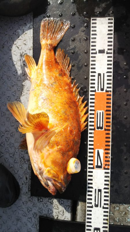 第二龍勢丸 釣果