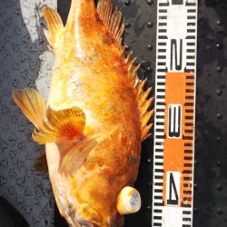 第二龍勢丸 釣果