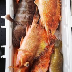 第二龍勢丸 釣果