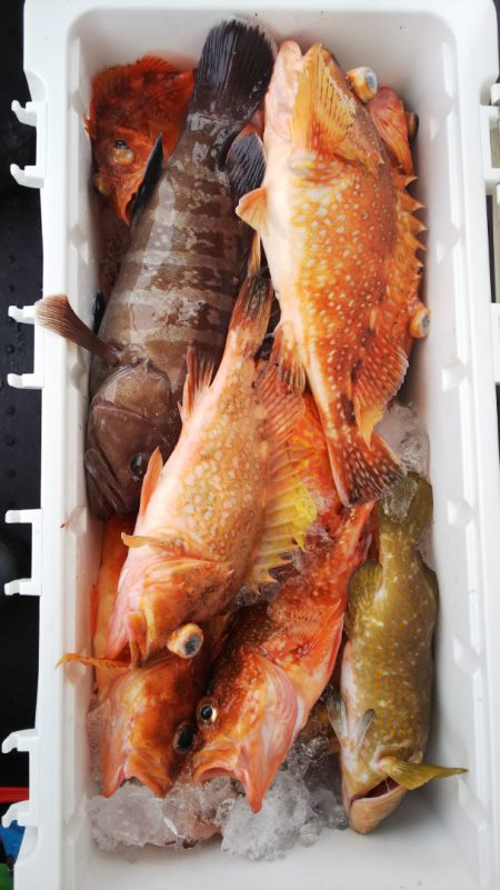 第二龍勢丸 釣果