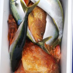 第二龍勢丸 釣果