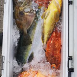 第二龍勢丸 釣果