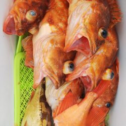 第二龍勢丸 釣果