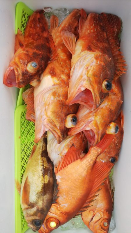 第二龍勢丸 釣果