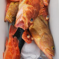 第二龍勢丸 釣果