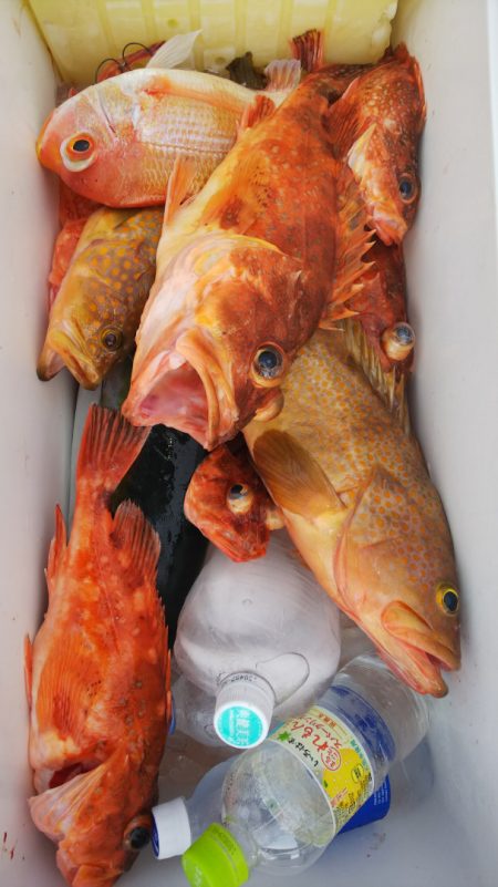 第二龍勢丸 釣果