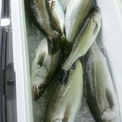 海龍丸（石川） 釣果