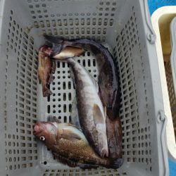 さち丸 釣果