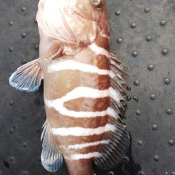 第二龍勢丸 釣果