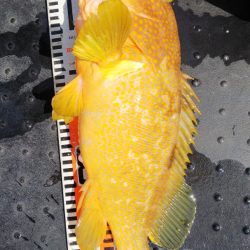 第二龍勢丸 釣果