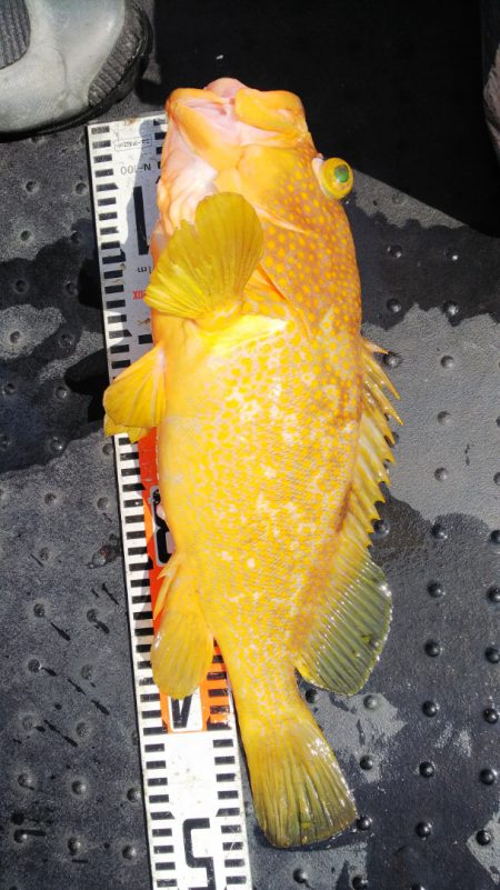 第二龍勢丸 釣果