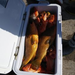 第二龍勢丸 釣果