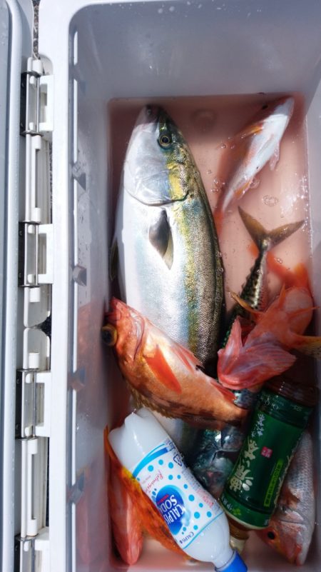 富士丸 釣果