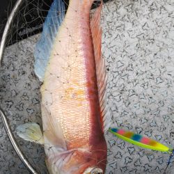 第二龍勢丸 釣果