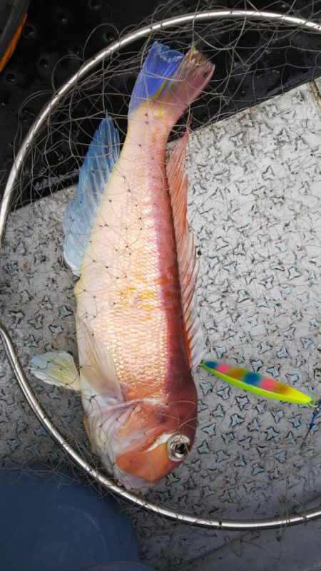 第二龍勢丸 釣果