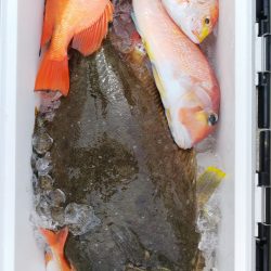 第二龍勢丸 釣果