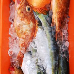 第二龍勢丸 釣果