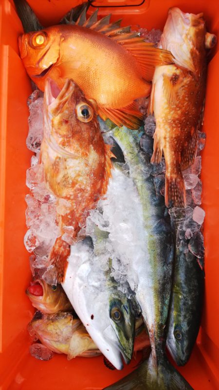 第二龍勢丸 釣果