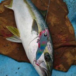 アマテラス 釣果