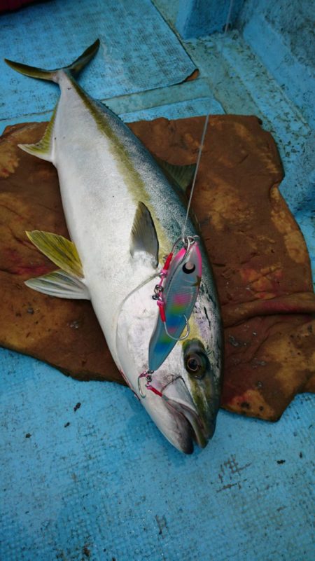 アマテラス 釣果