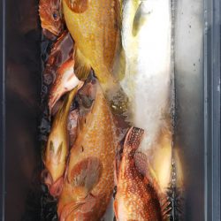 第二龍勢丸 釣果