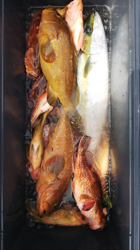 第二龍勢丸 釣果