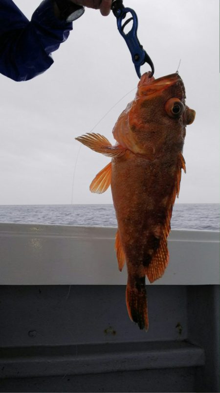 第二龍勢丸 釣果