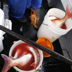 第二龍勢丸 釣果