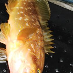 第二龍勢丸 釣果