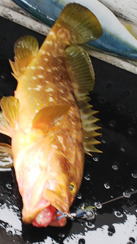 第二龍勢丸 釣果