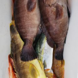 第二龍勢丸 釣果