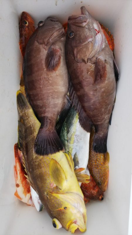 第二龍勢丸 釣果