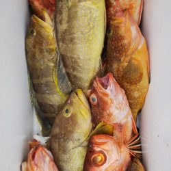 第二龍勢丸 釣果