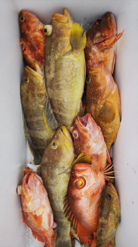 第二龍勢丸 釣果