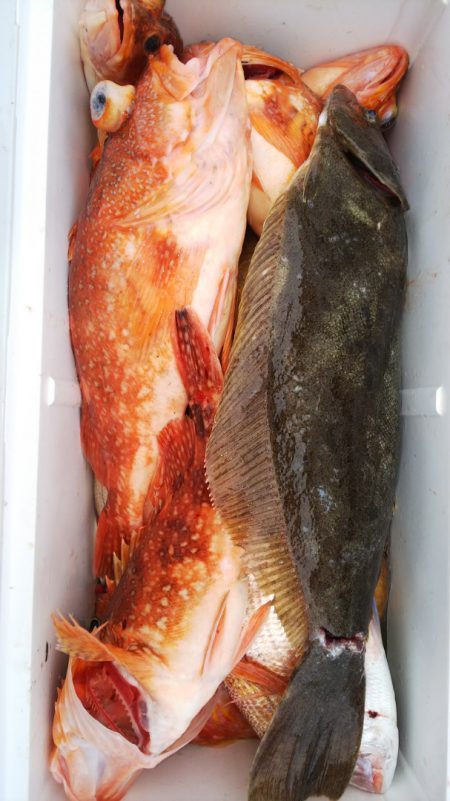 第二龍勢丸 釣果