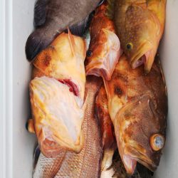 第二龍勢丸 釣果