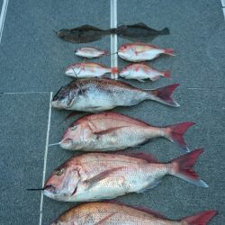 ARCADIAⅡ (アルカディアⅡ) 釣果