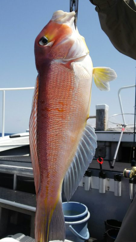 第二龍勢丸 釣果