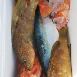 第二龍勢丸 釣果