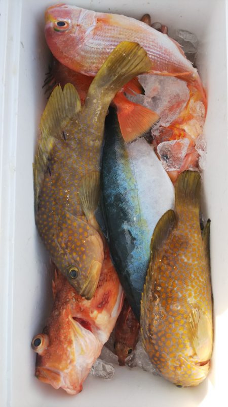 第二龍勢丸 釣果