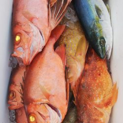 第二龍勢丸 釣果